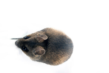 Theriology and deratization. Wild forest and field mice (Apodemus and Arvicolinae) as pests of...