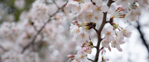 満開の桜をクローズアップ