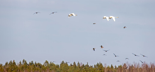 Mixed pack of Bean goose (Anser fabalis) and whooper swan (Cygnus cygnus) over winter fields and...