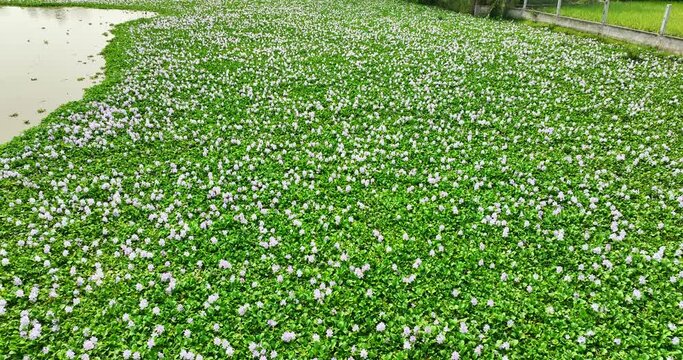 The countryside of Vinh Hung, Long An, Vietnam with fields of water hyacinths and lonely cajuput tree in early morning is very peaceful. The homeland of Vietnam has many things that everyone remember