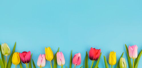 Colorful spring tulip flowers isolated on a blue background with copy space.