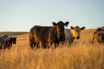 Stud Angus cows in a field free range beef cattle on a farm. Portrait of cow close up in golden...