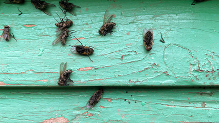 dead flies on the windowsill in spring