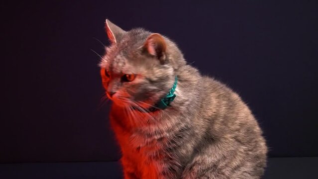 gray cat poses for the camera and washes and combs in the photo studio