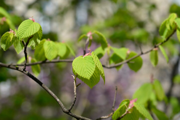Spike witch hazel new leaves