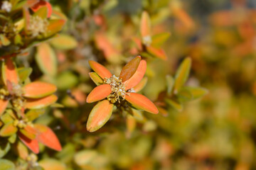 Common box leaves and flower buds