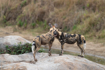 Two Wild Dogs standing on granite rocks with a blurred green background in Kruger National Park. 