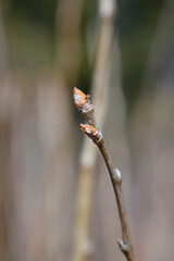 Pear tree Abate Fetel branch with buds