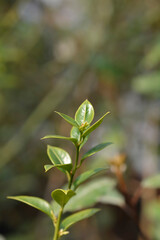 Fragrant Sweet Box branch