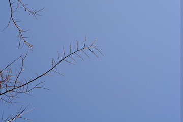European nettle tree branch with buds