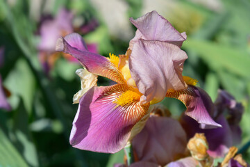 Tall bearded iris Depute Nombolt flower