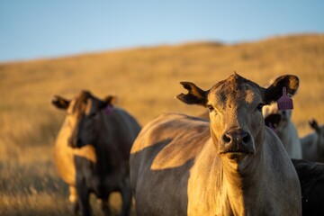 stud wagyu cows and bull in a sustainable agriculture field in summer. fat cow in a field. mother cow with baby at sunset