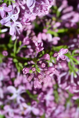 Pink lilac flowers