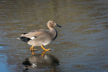 An adult male gadwall (Anas strepera) walks on the ice of a frozen lake