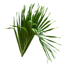 leaf palm, green coconut leaves pattern isolated
