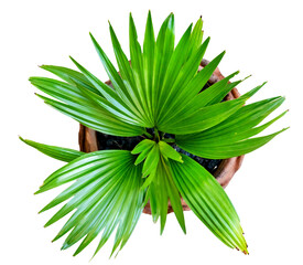 green palm leaves pattern with vase for nature concept ,tropical leaf isolated