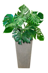 green monstera leaves pattern with vase for nature concept ,tropical leaf isolated © sirawut