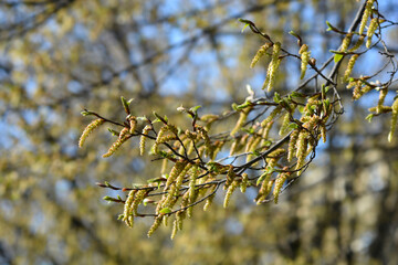 Hornbeam Fastiegata branches with flowers