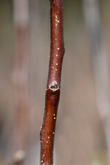 Apple tree Imperatore branch with bud
