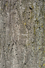 Caucasian lime bark detail