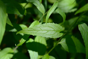 Creeping bellflower leaves