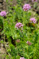 Caucasian crosswort flowers