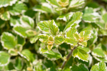 Fototapeta na wymiar Swedish ivy Marginatus leaves