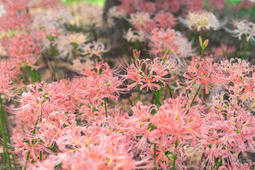 ピンクのヒガンバナ