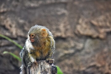 little monkey with beautiful fur
