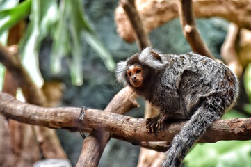 little monkey with beautiful fur