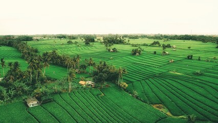 Fototapeta na wymiar beauty of ricefield from the top