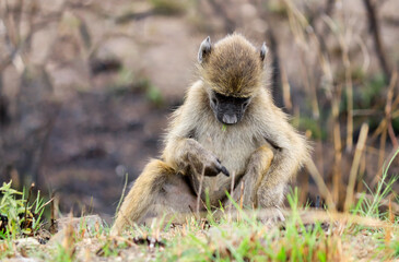 Young Baboon Ape in Kruger National Park