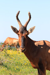 Frontal portrait of Red hartebeest antelope at Addo Elephant Park