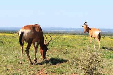 Naklejka na ściany i meble Red hartebeest antelopes grazing peacefully in Addo elephant park
