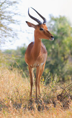 Lone antelope in Kruger national park