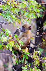 Young Baboon Ape with mischievous look in a tree