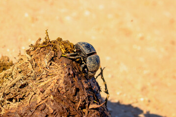 Dung beetle at Addo Elephant Park
