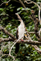 Cormorant bird perched on tree branch in South Africa