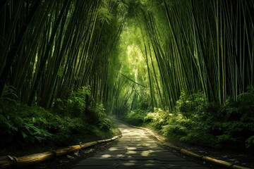 Bamboo forest and road