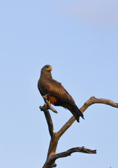 Eagle perched on the branch of a tall tree in South Africa