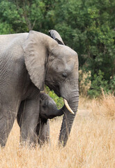 Elephant family in Kruger National Park forest