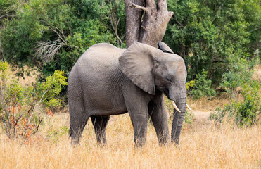 Elephant in Kruger National Park forest