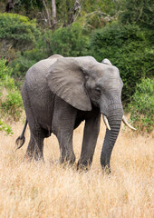 Fototapeta na wymiar Elephant in Kruger National Park forest
