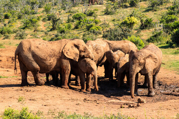 Elephant family in mud pond in Addo Elephant National Park