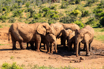 Fototapeta premium Elephant family in mud pond in Addo Elephant National Park