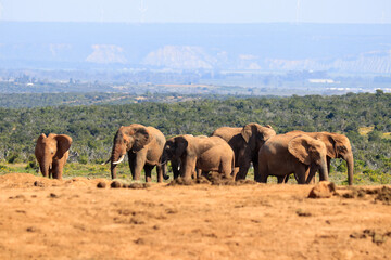 Huge herd of elephants in Addo Elephant National Park