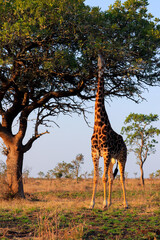 Giraffe eating from tree in Kruger National Park