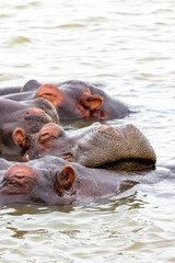 Hippopotamus family resting in Lake Saint Lucia, South Africa
