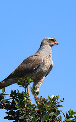 Pale chanting goshawk at Addo Elephant National Park