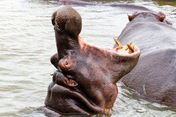 Hippopotamus yawning in lake st lucia south africa